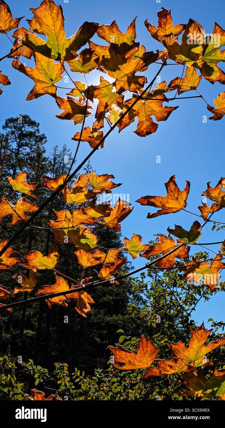 Golden Canopy Beneath a Blue Sky - Smartphone Captured Stock Image