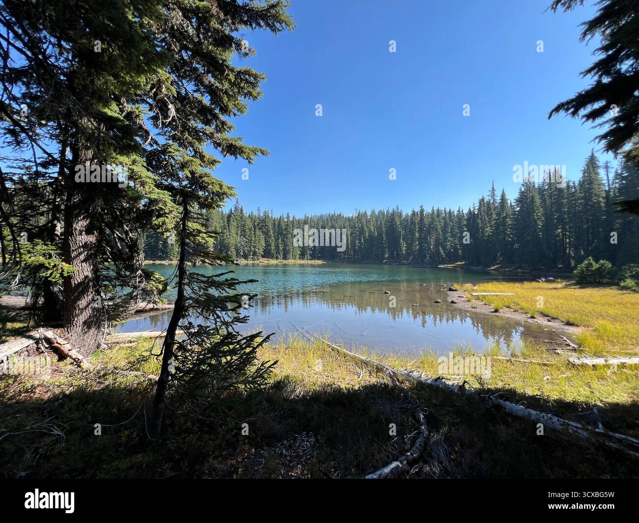 Nature's Beauty of Oregon - Smartphone Captured Stock Image