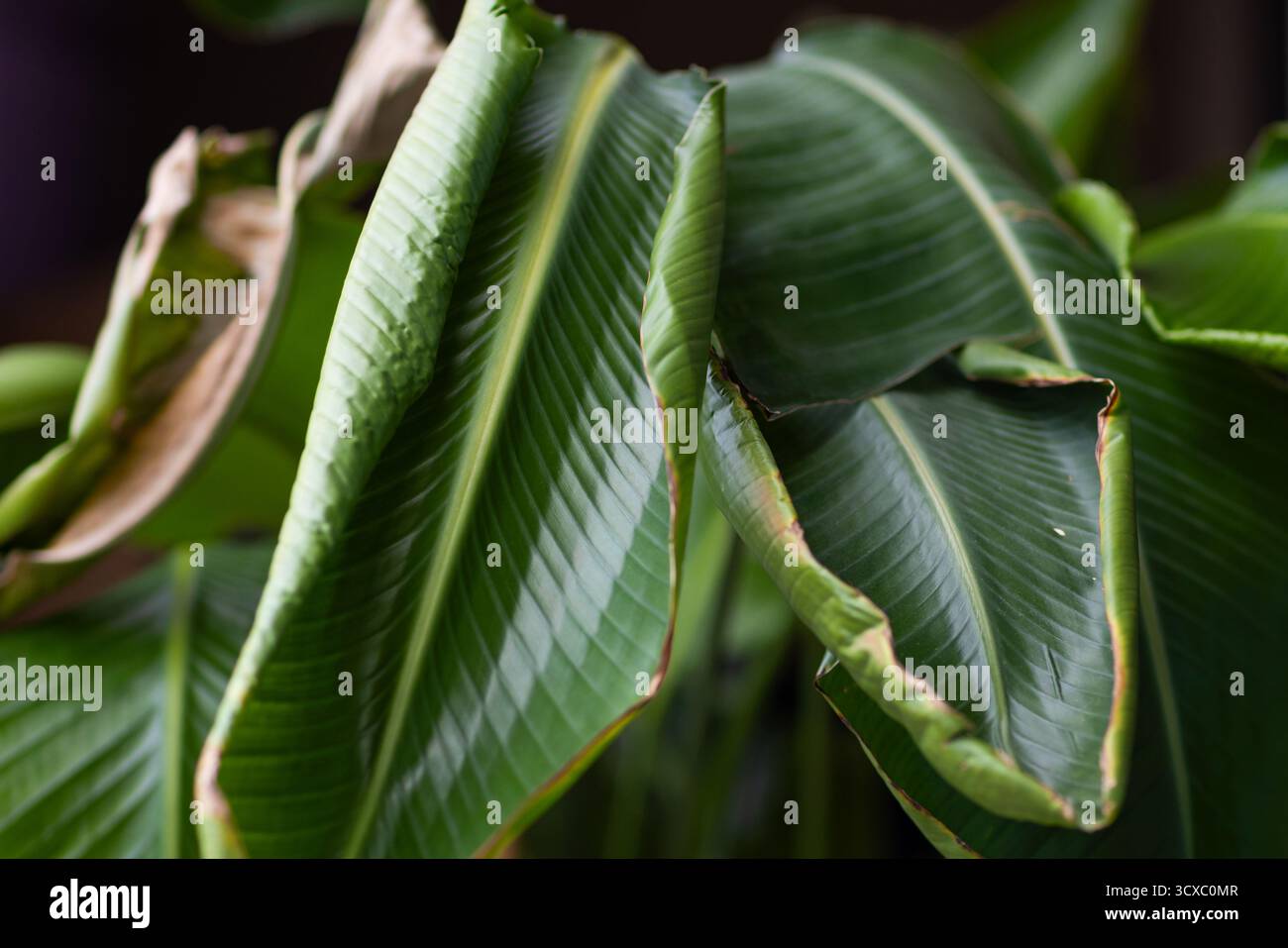 Strelitzia leaf disease hi-res stock photography and images - Alamy