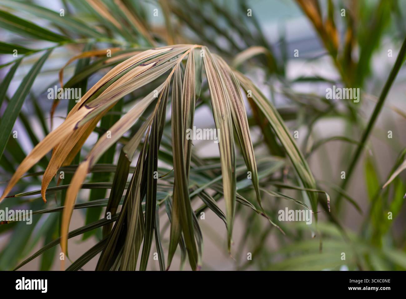 electric blue spider lily Blue Spider Lilies – Deryadesigns main image 0