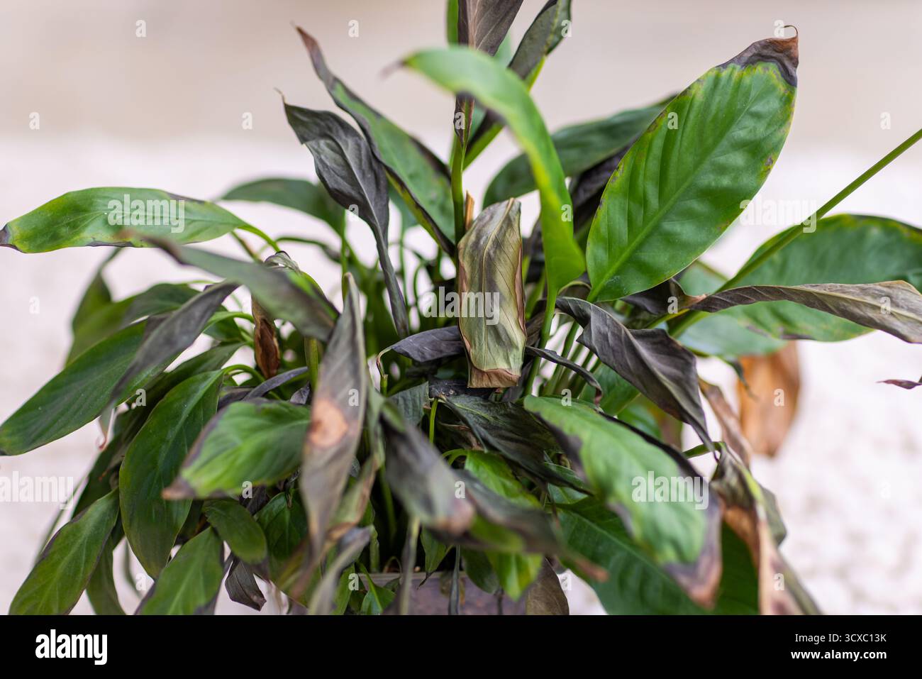 philodendron melanochrysum price 4" Philodendron Glorious (P. melanochrysum x P. gloriosum)