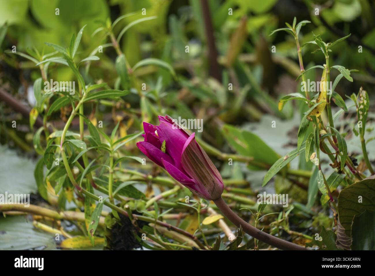 Porno muharriri Yuliya Sadeeva porno