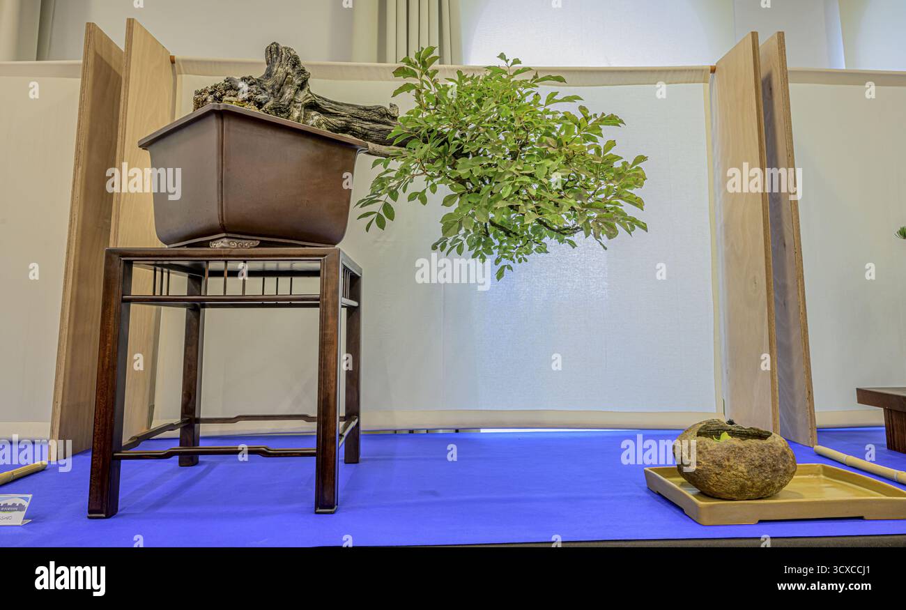 A bonsai tree in a large pot with a tilted presentation in a minimalist  setting, Italy Stock Photo - Alamy