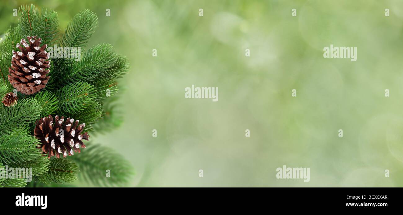Fir Tree Branches with Snow-Covered Pine Cones on Green Stock Photo