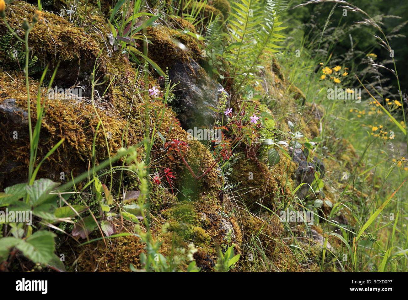 Moss covered substrate with herbaceous flowering species and mixed ...