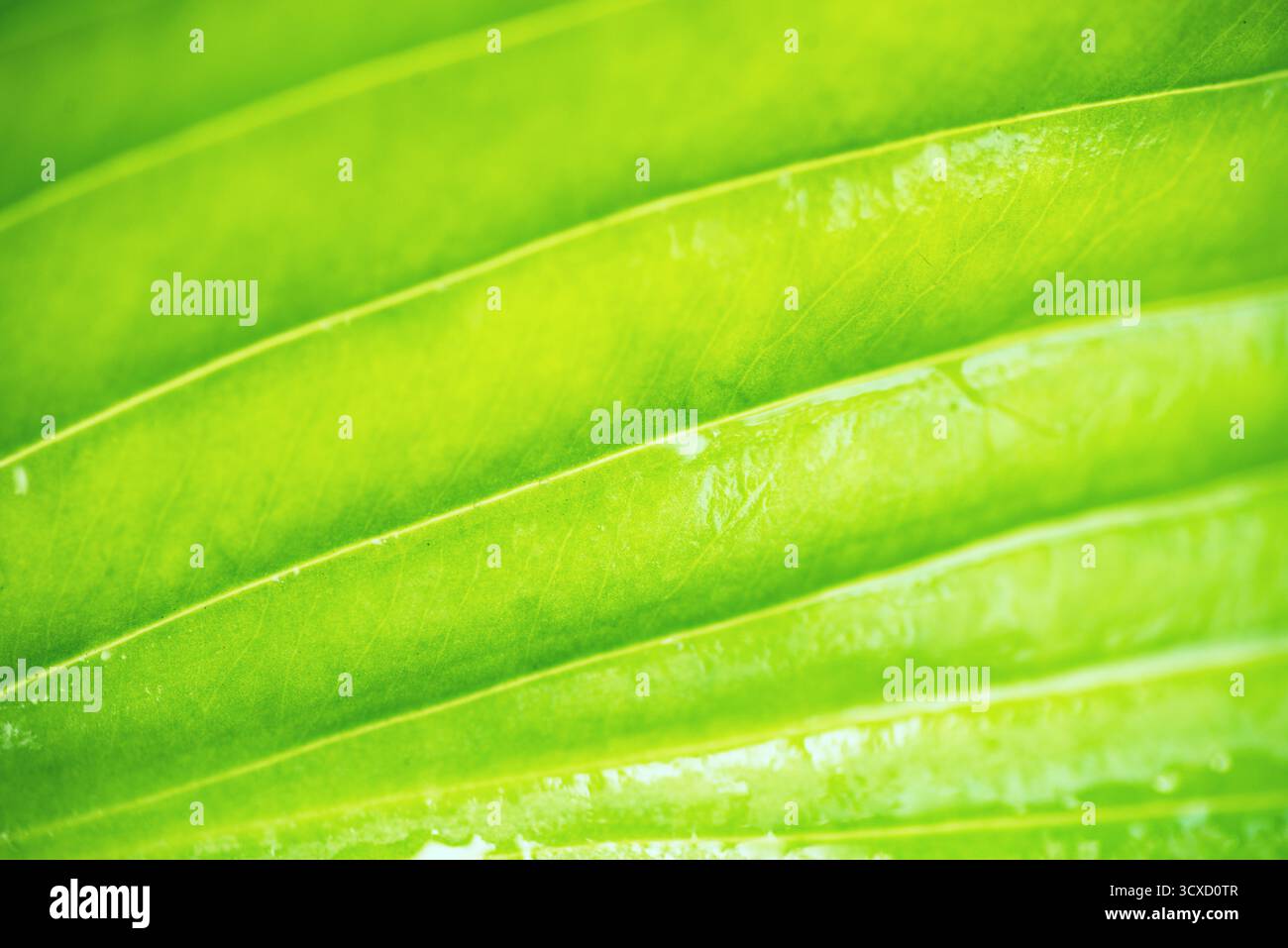 Green Leaf Texture as Background Stock Photo