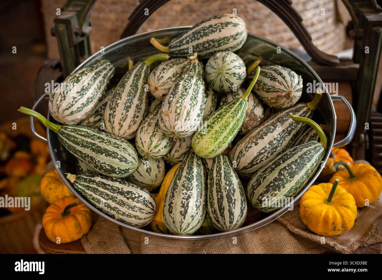 Metal bowl of striped Delicata squash also known as Sweet Dumpling. Autumn pumpkins background. Stock Photo