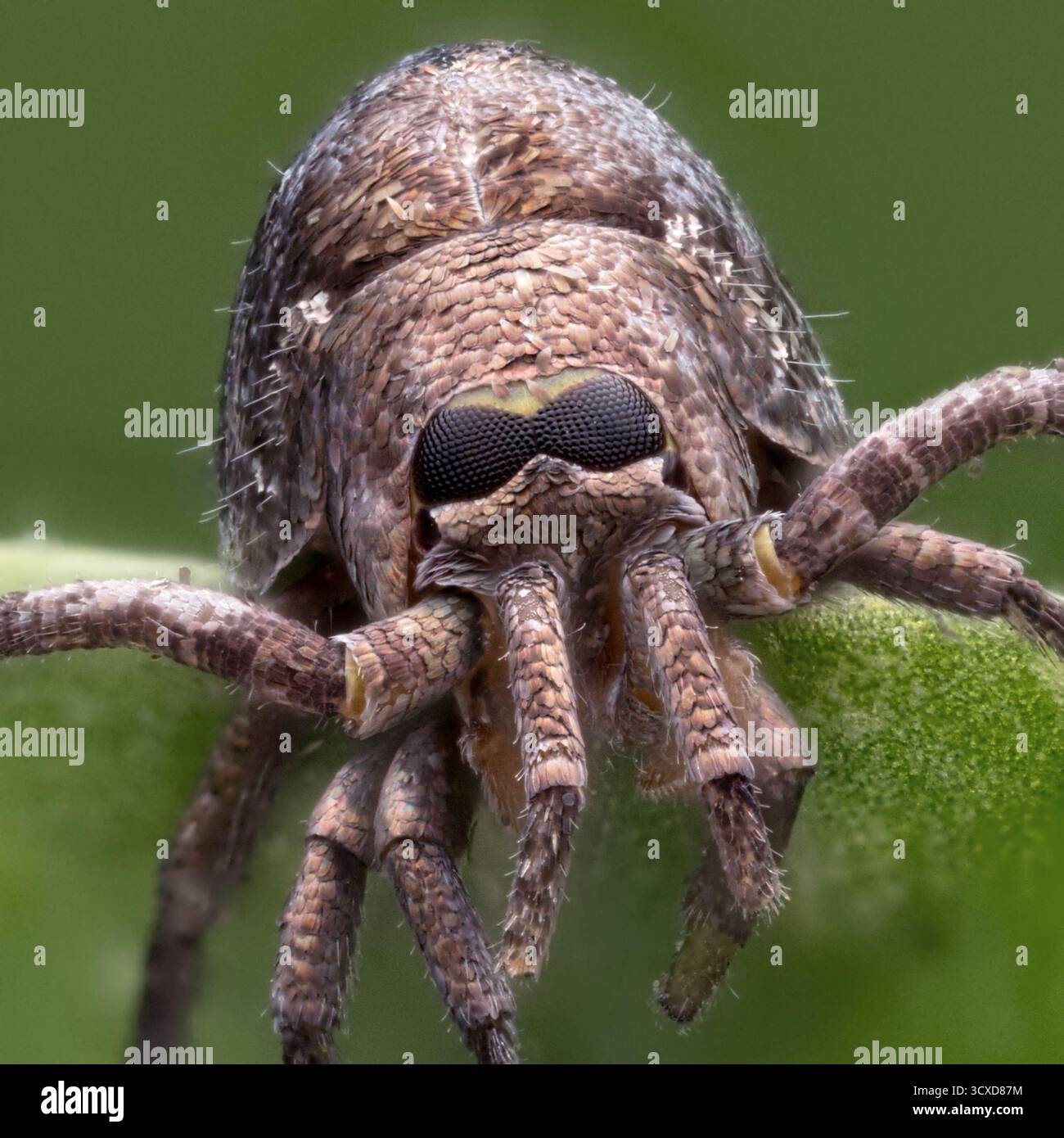 Close up of a Bristletail on ivy. Tipperary, Ireland Stock Photo