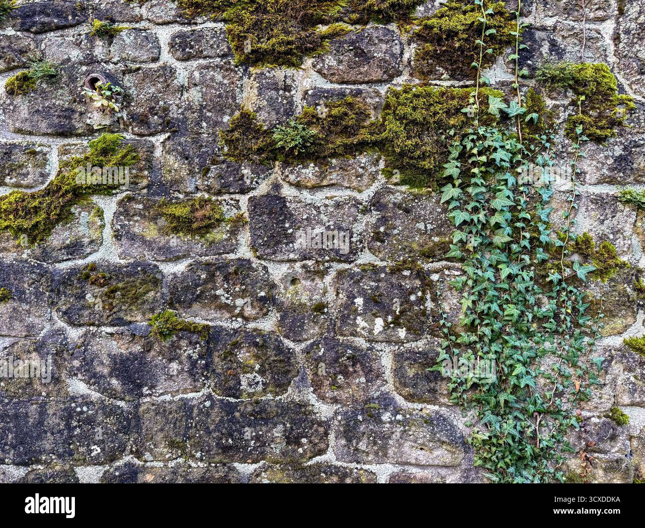Mossy Old Stone Wall Texture for Rustic and Natural Backgrounds Stock Photo