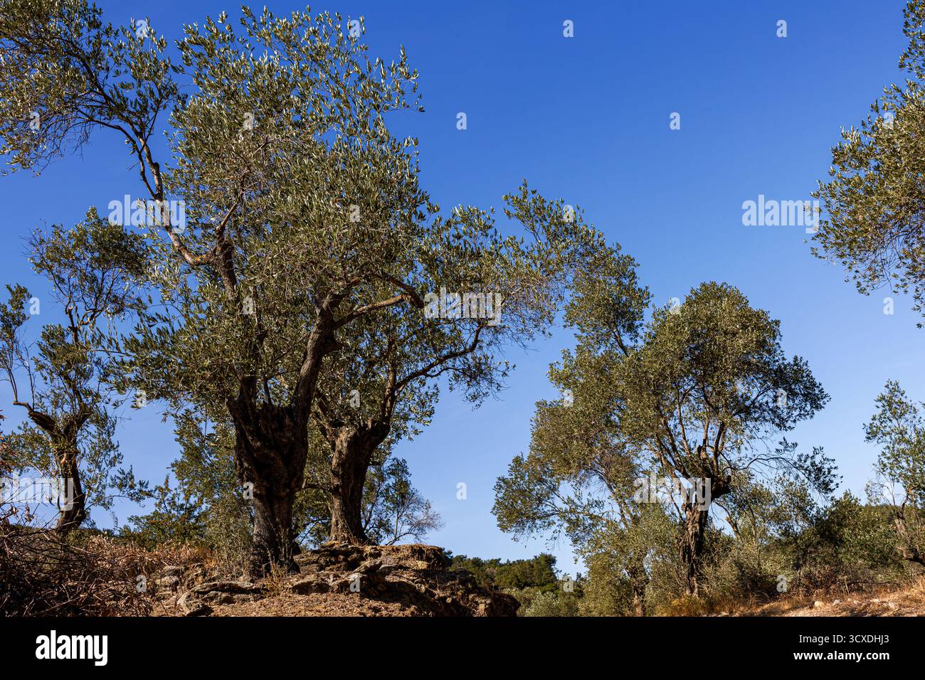 Olive trees under a clear blue sky in a rural landscape Stock Photo - Alamy