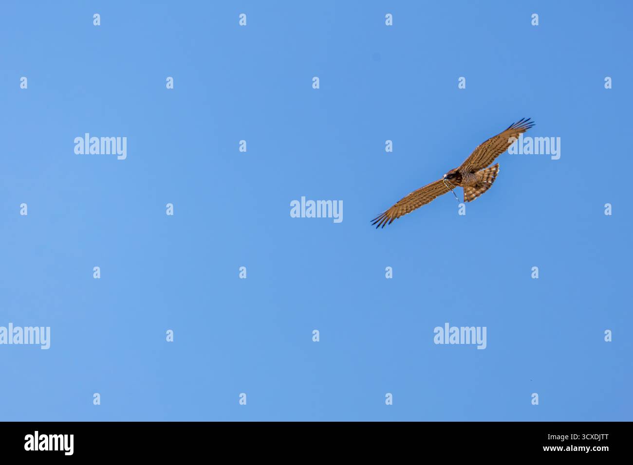 A short-toed snake eagle soaring in a clear blue sky. Stock Photo