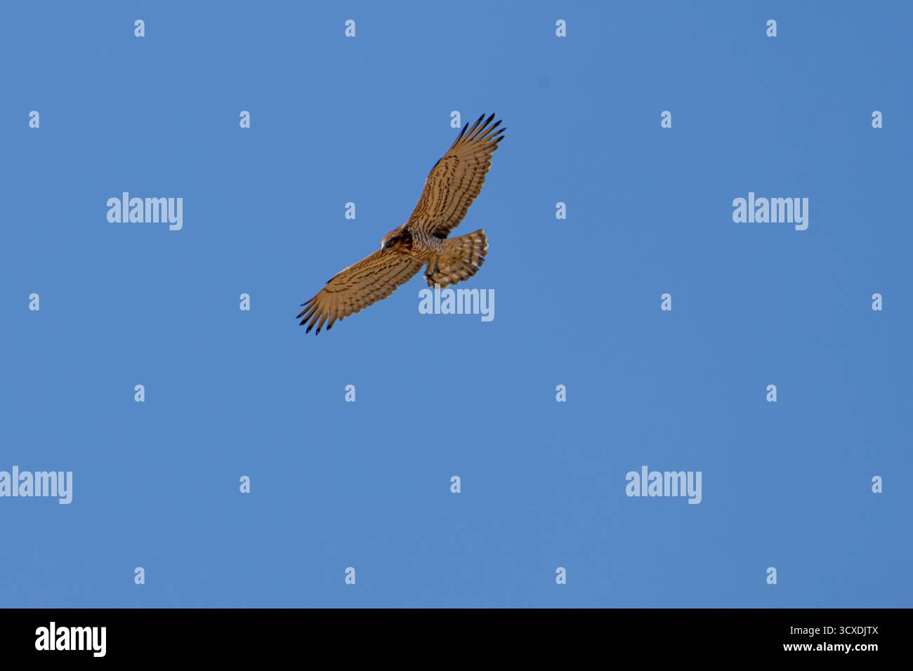 A short-toed snake eagle soaring in a clear blue sky. Stock Photo