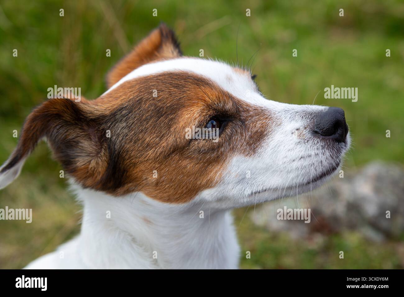 Close-Up Of Female Adult Jack Russell Terrier Stock Photo