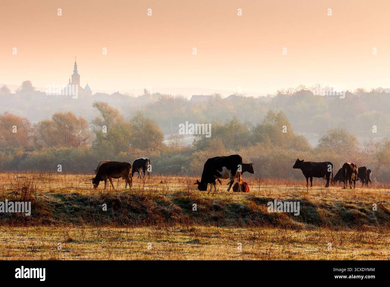 beautiful view of autumn countryside landscape in carpathian mountains. rural scene with cows grazing on meadow in frost. village behind trees with ch Stock Photo
