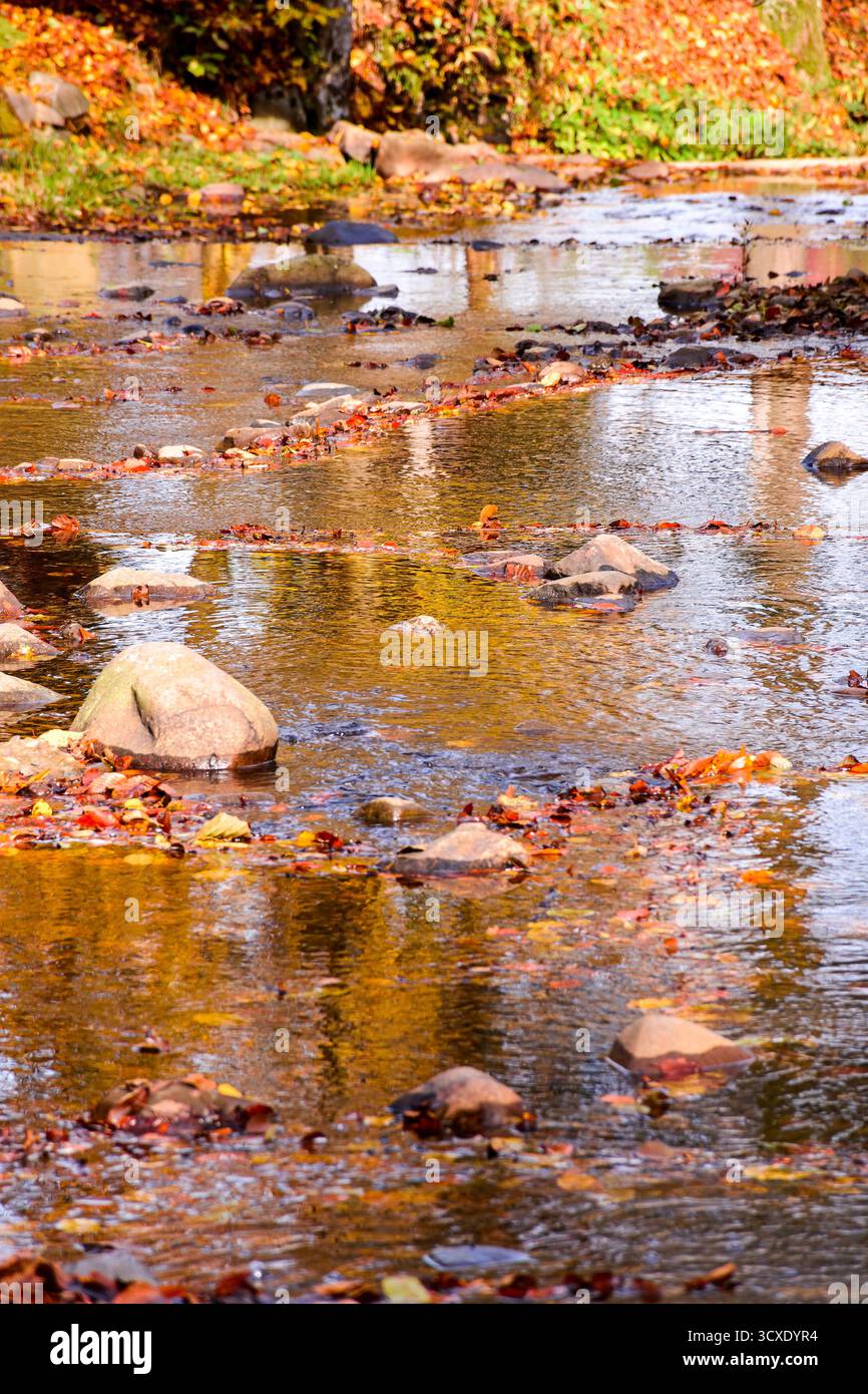 colorful leaves in the river. beautiful autumn landscape with rocks near shore and deciduous forest reflection on a sunny day in picturesque carpathia Stock Photo