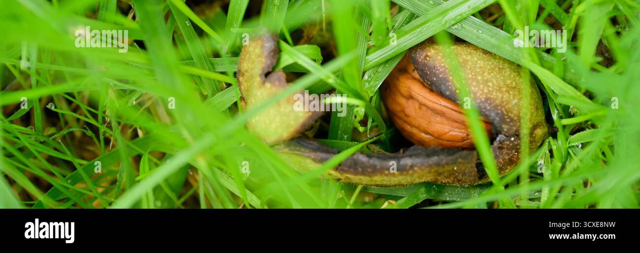 Close-up of a nuts fallen on the grassy ground, in the dew that bursts and turns black Stock Photo
