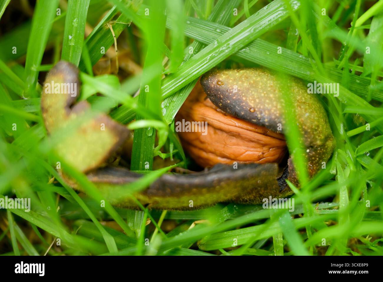 Close-up of a nuts fallen on the grassy ground, in the dew that bursts and turns black Stock Photo