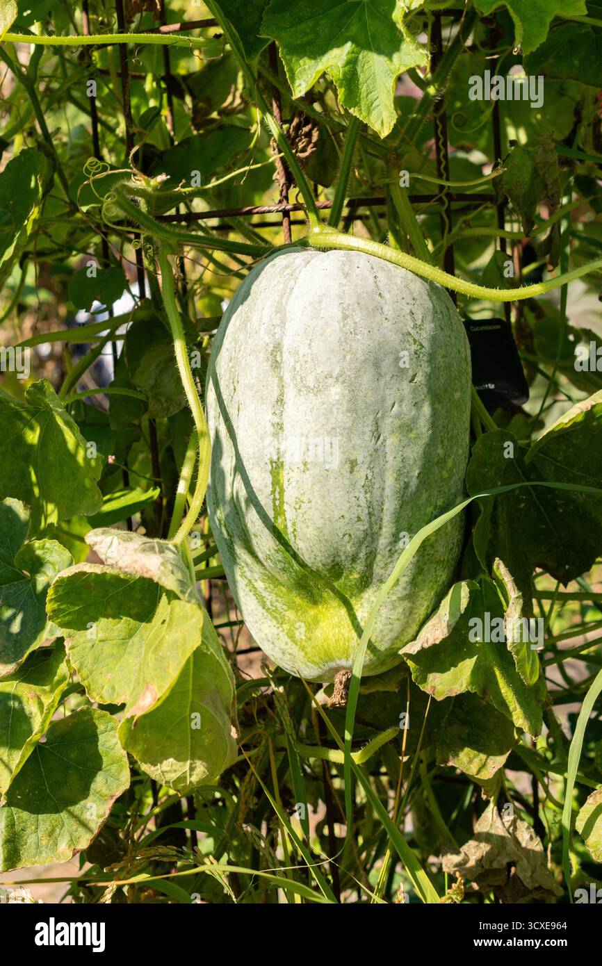 Benincasa hispida wax gourd hi-res stock photography and images - Alamy