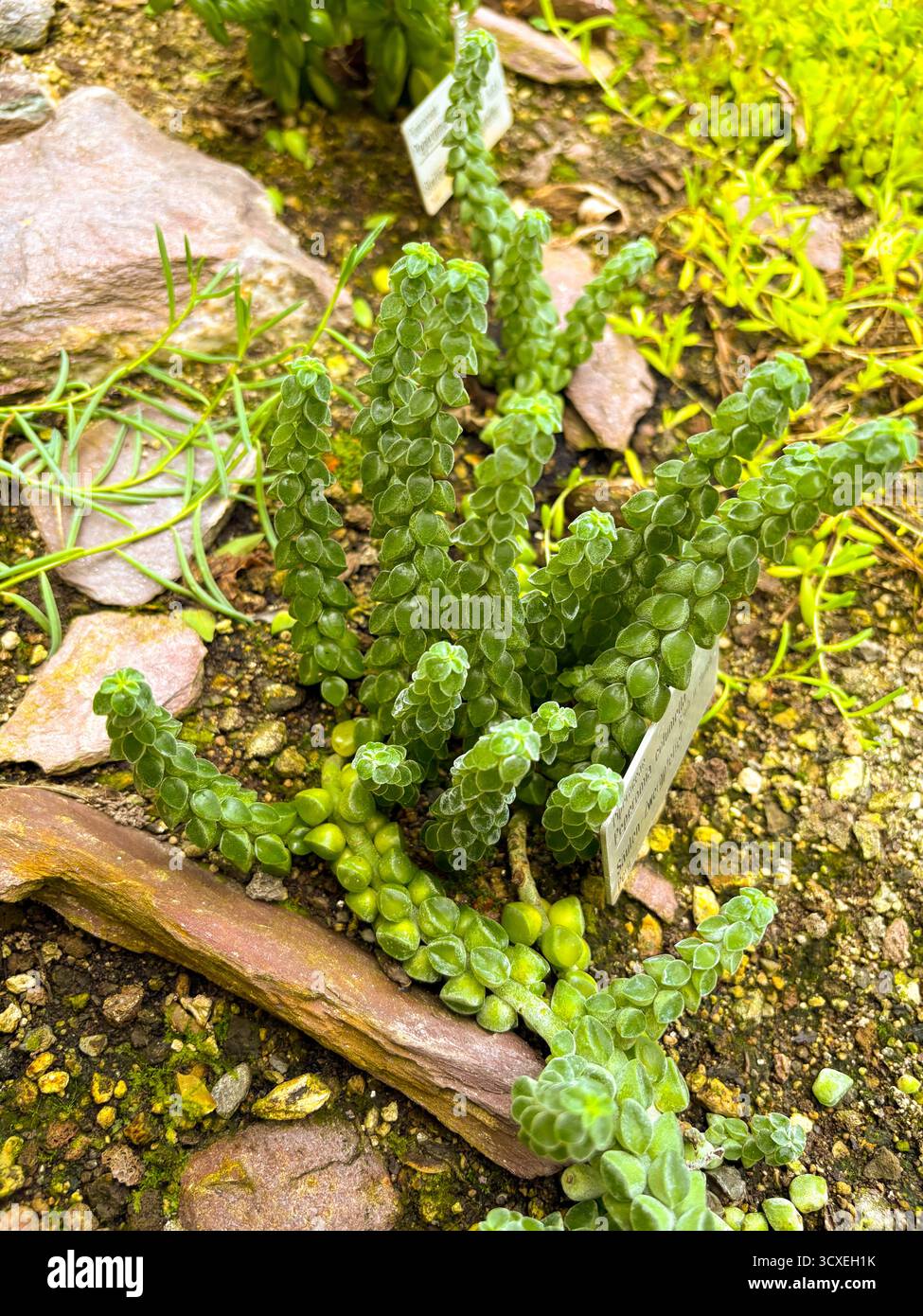 green stalk planters 5 Tier GreenStalk Original Vertical Planter | Evergreen (Basic Texture