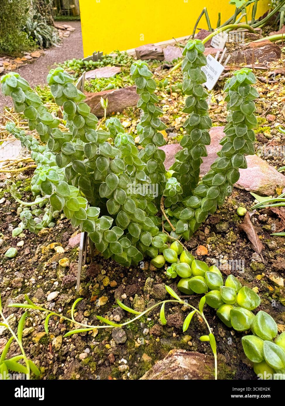 Saint Gallen, Switzerland, November 23, 2024 Peperomia Columella plant at  the botanical garden Stock Photo - Alamy
