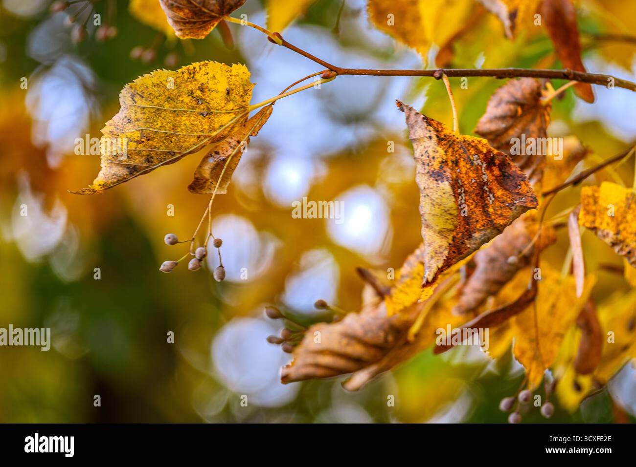 Autumn : Autumn's Lingering Grip Stock Photo