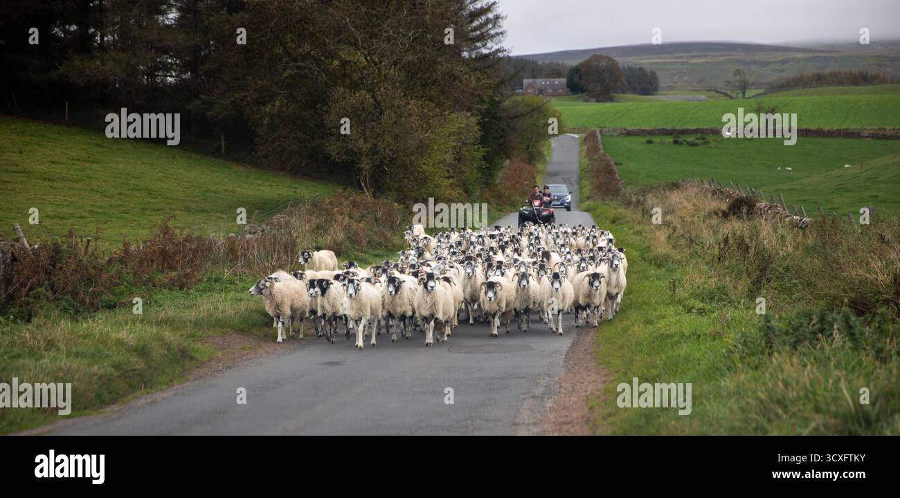 Sheep being herded along a country road near Brampton in Cumbria, north west England Stock Photo