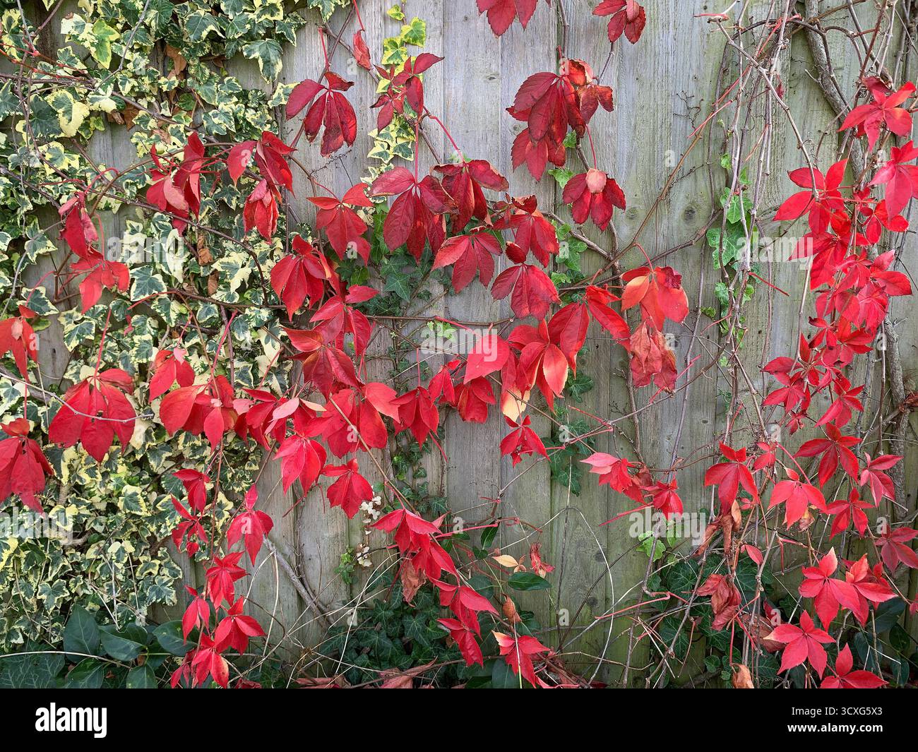 Close up of strong red autumn leaves. - Smartphone Captured Stock Image