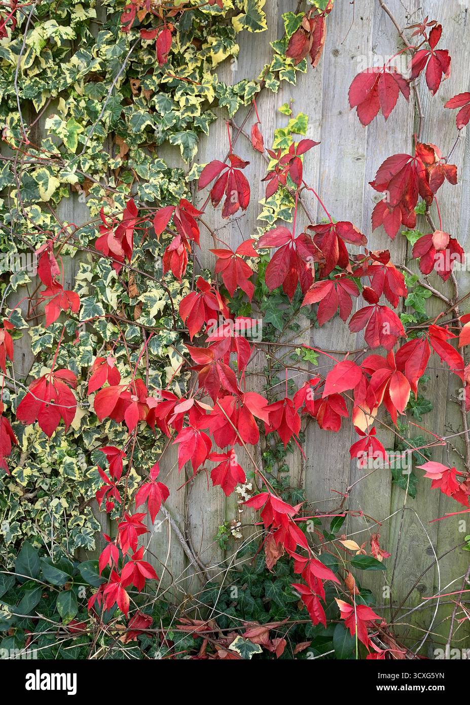 Close up of strong red autumn leaves. - Smartphone Captured Stock Image
