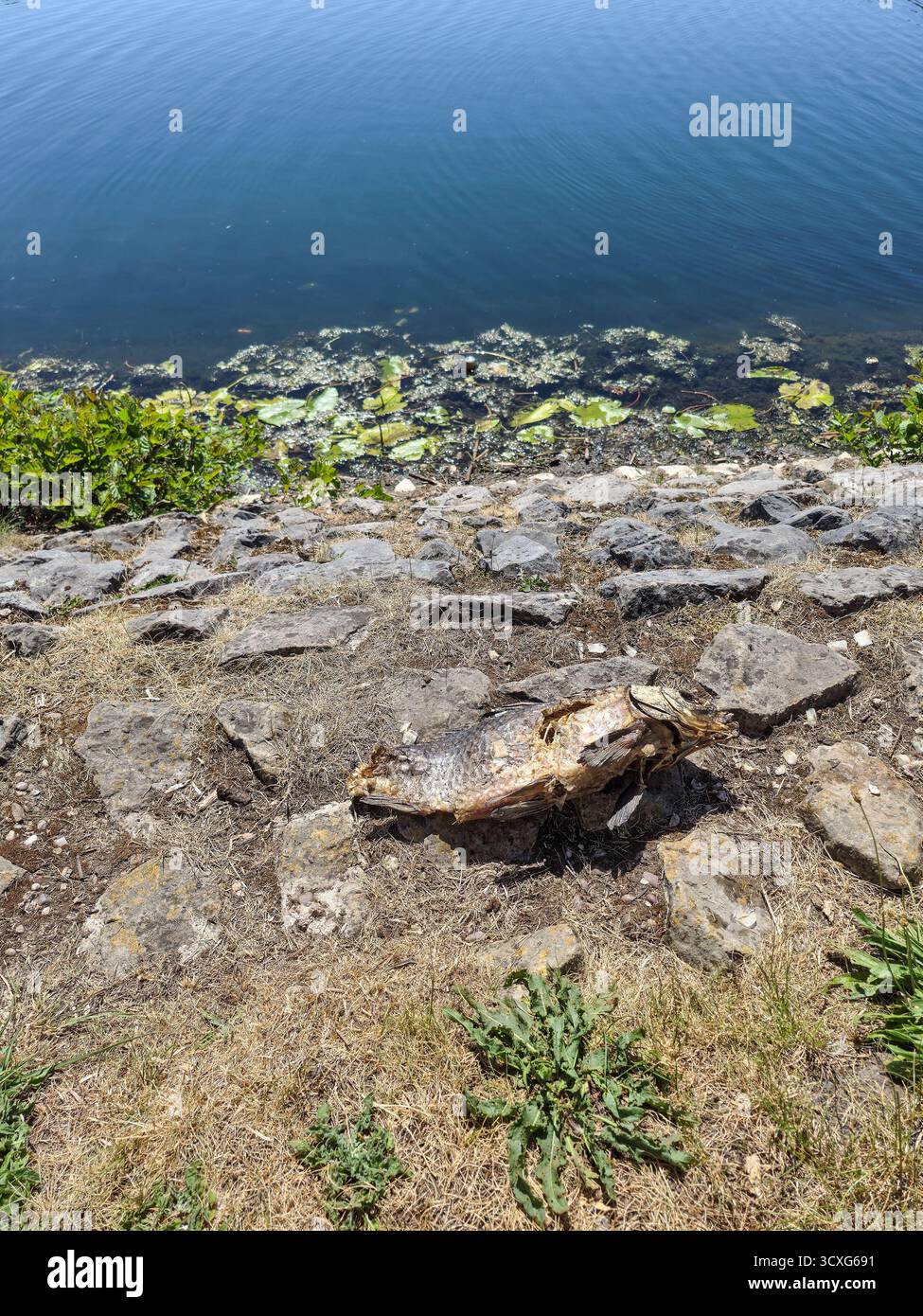 A dead Carp fish that has been partially eaten at the side of a pool, England, UK - Smartphone Captured Stock Image