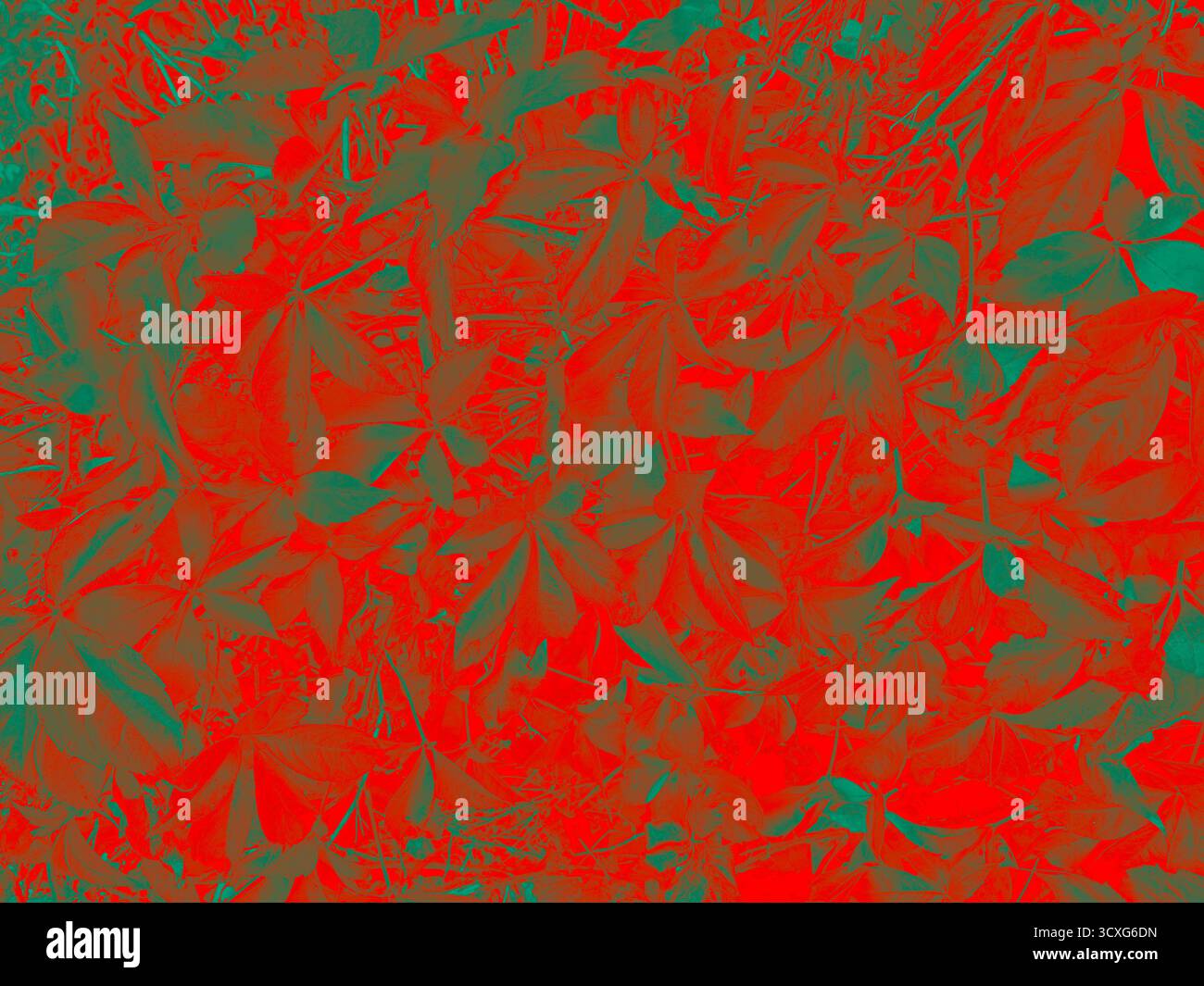 Close up gradient impression of red autumn leaves. - Smartphone Captured Stock Image