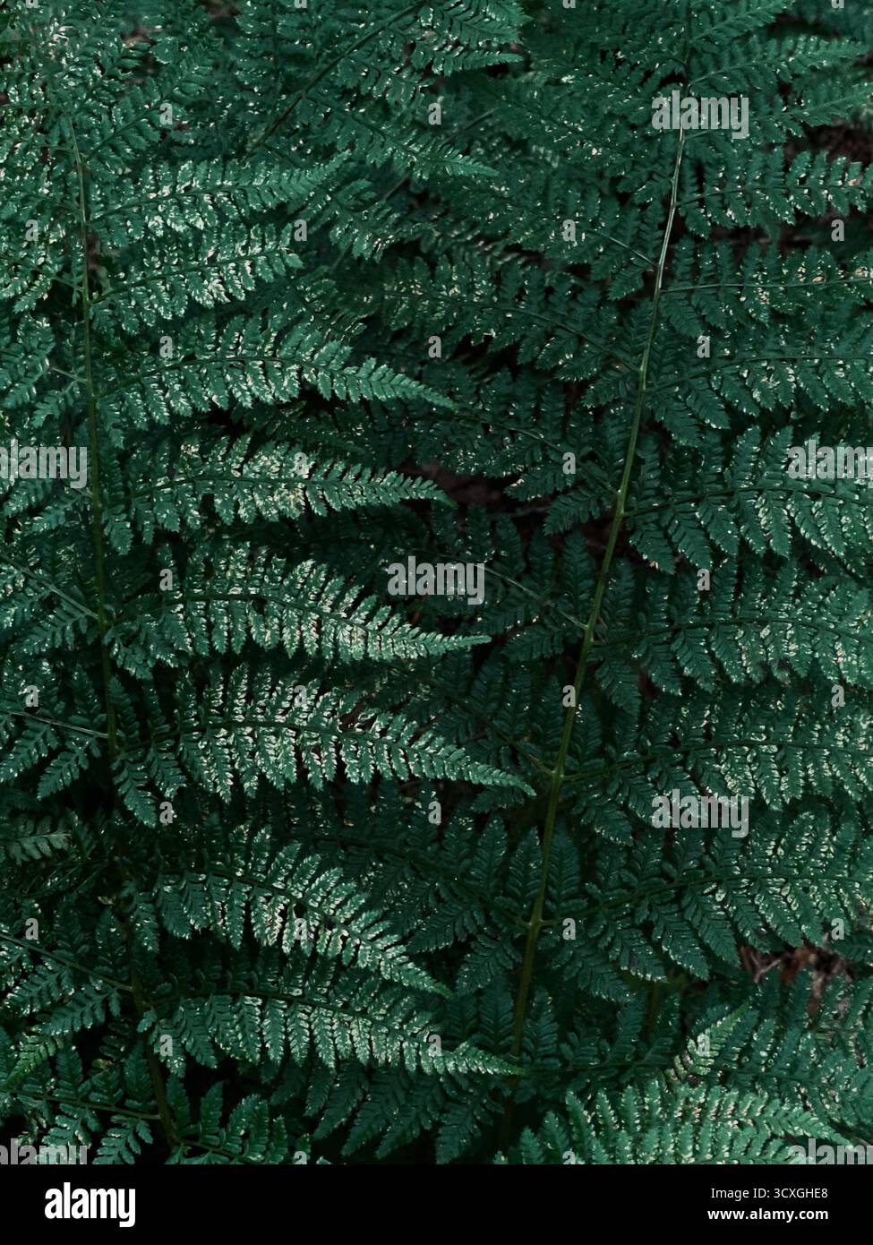 Dark green ferns hi-res stock photography and images - Alamy
