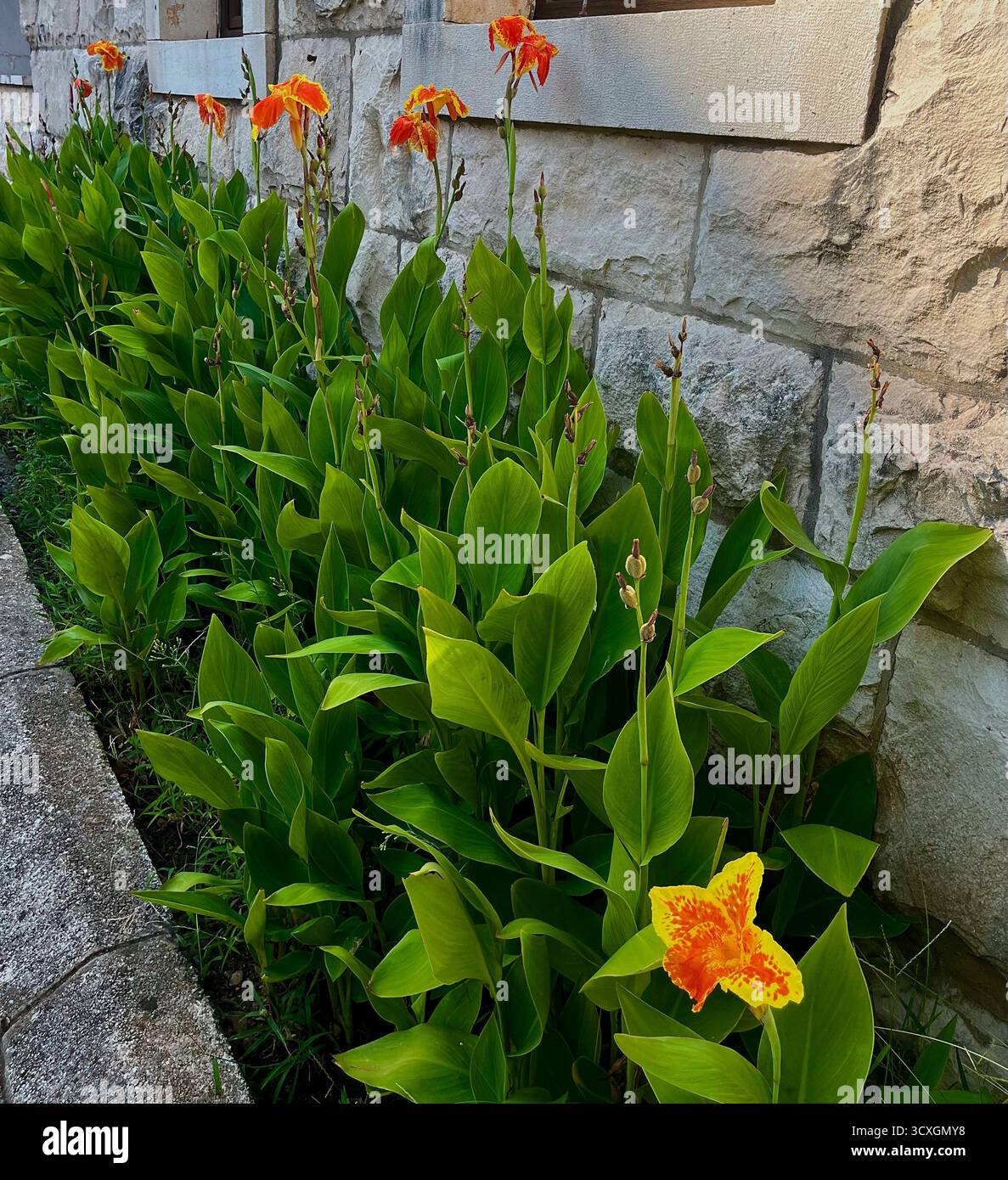 Close-up view of orange canna lilies with lush green leaves growing beside a stone building wall in natural daylight. - Smartphone Captured Stock Image