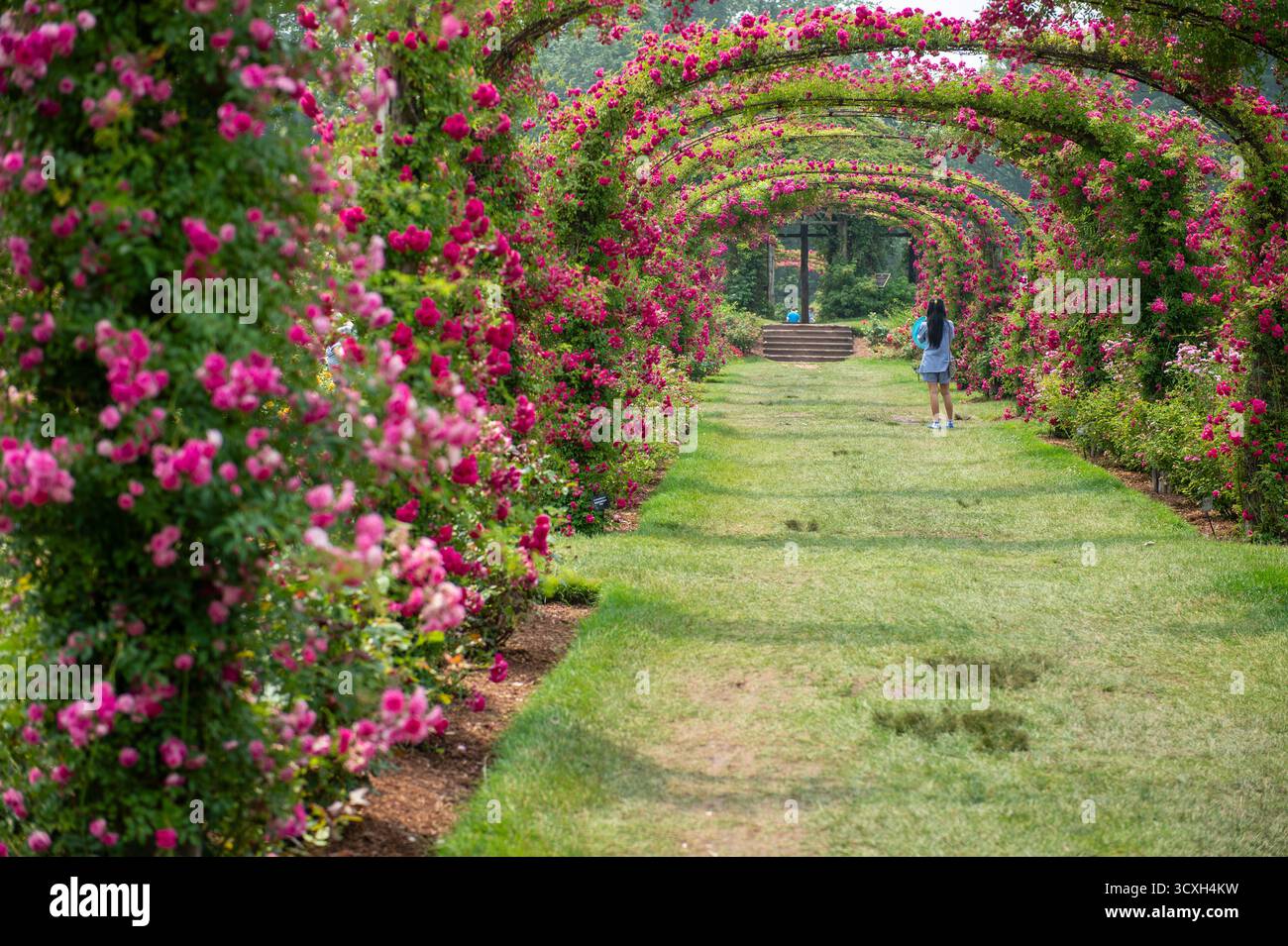 Discover America's oldest public rose garden at Elizabeth Park. These lush pink archways create a tranquil, scenic walkway, a romantic botanical escap Stock Photo