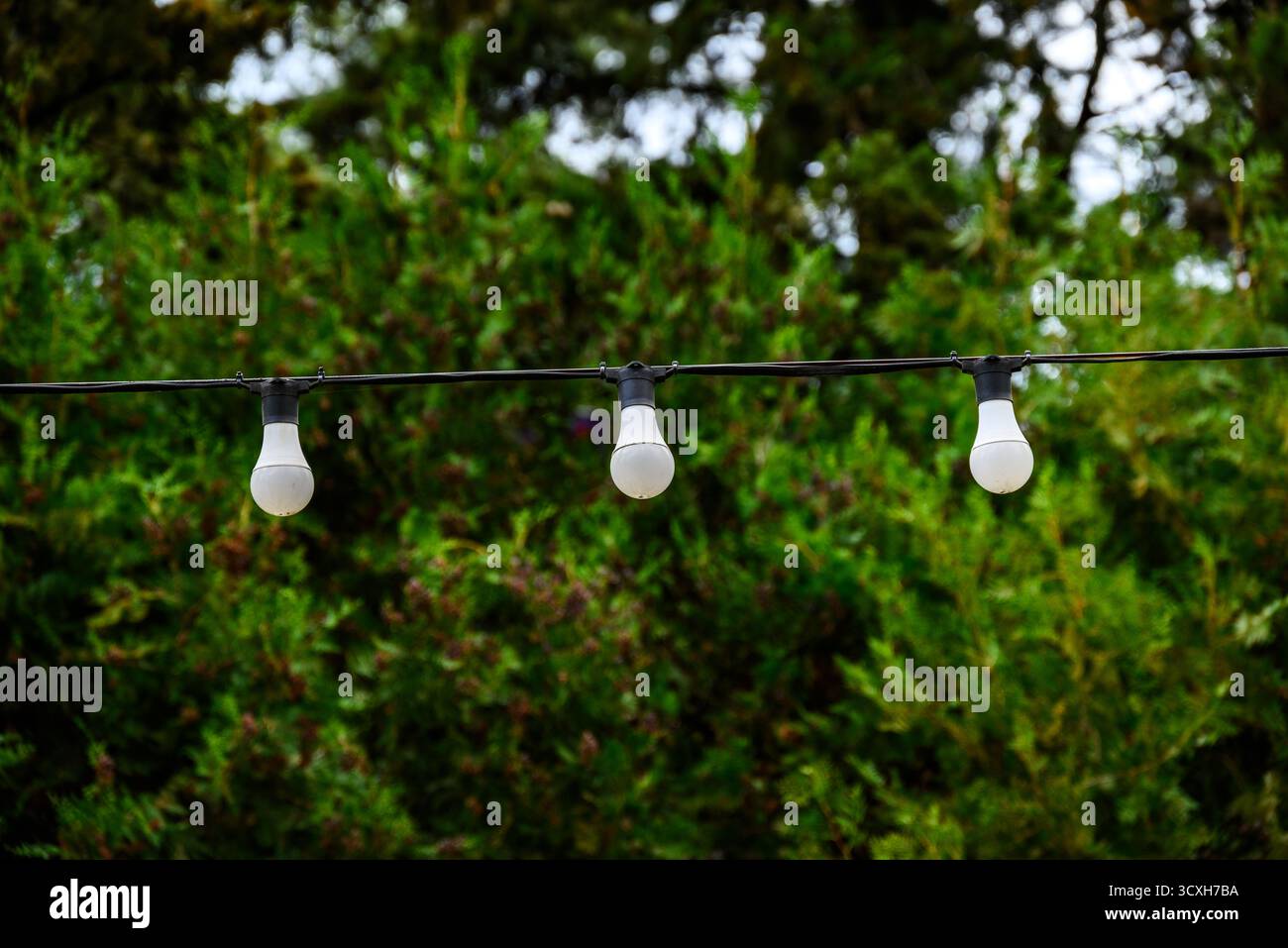 Three hanging light bulbs on a wire against a green leafy background Stock Photo