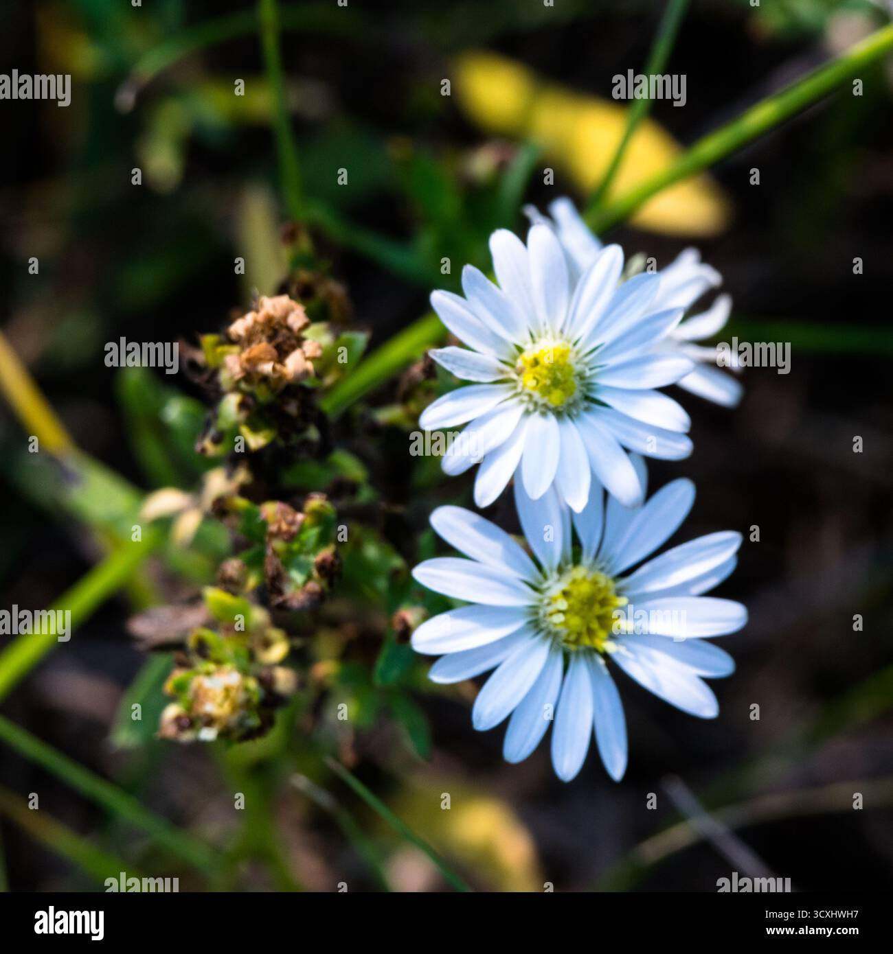 Plants in fall Stock Photo
