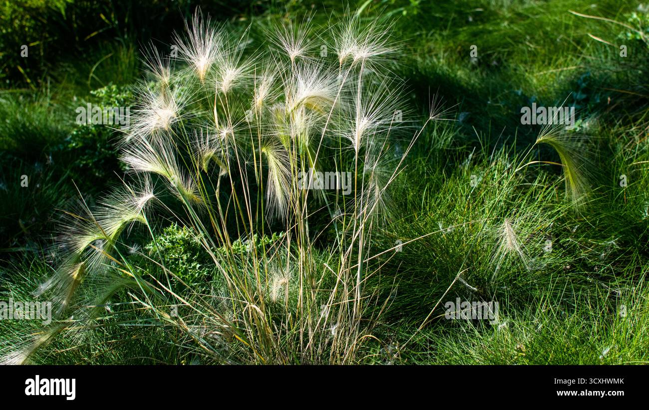 Plants in fall Stock Photo