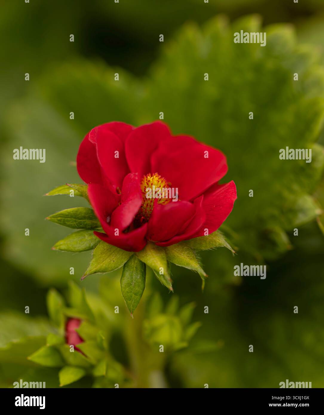 Garden strawberry (Fragaria x ananassa 'Honeoye') flower Stock Photo ...