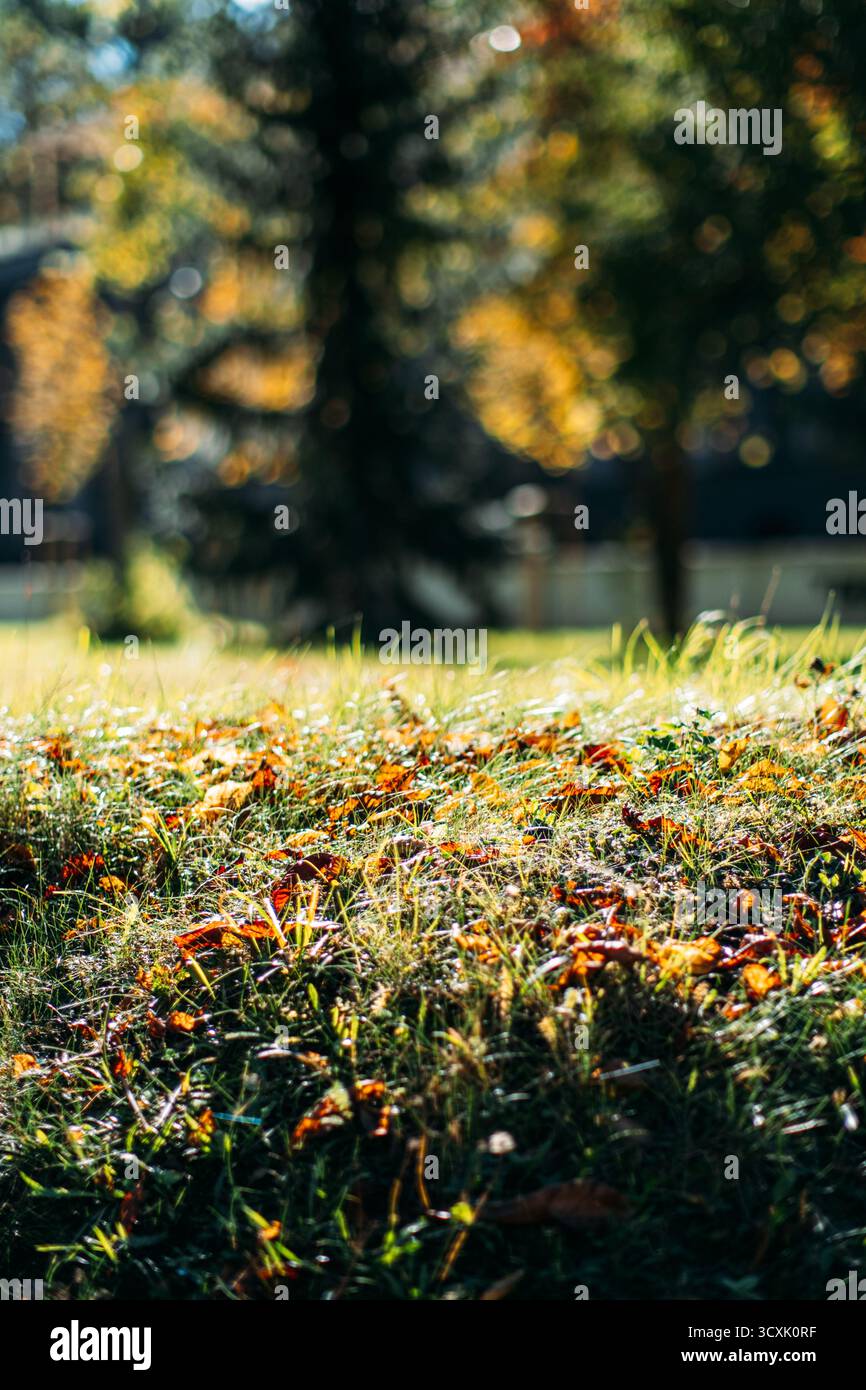 Field ecology detail hi-res stock photography and images - Alamy