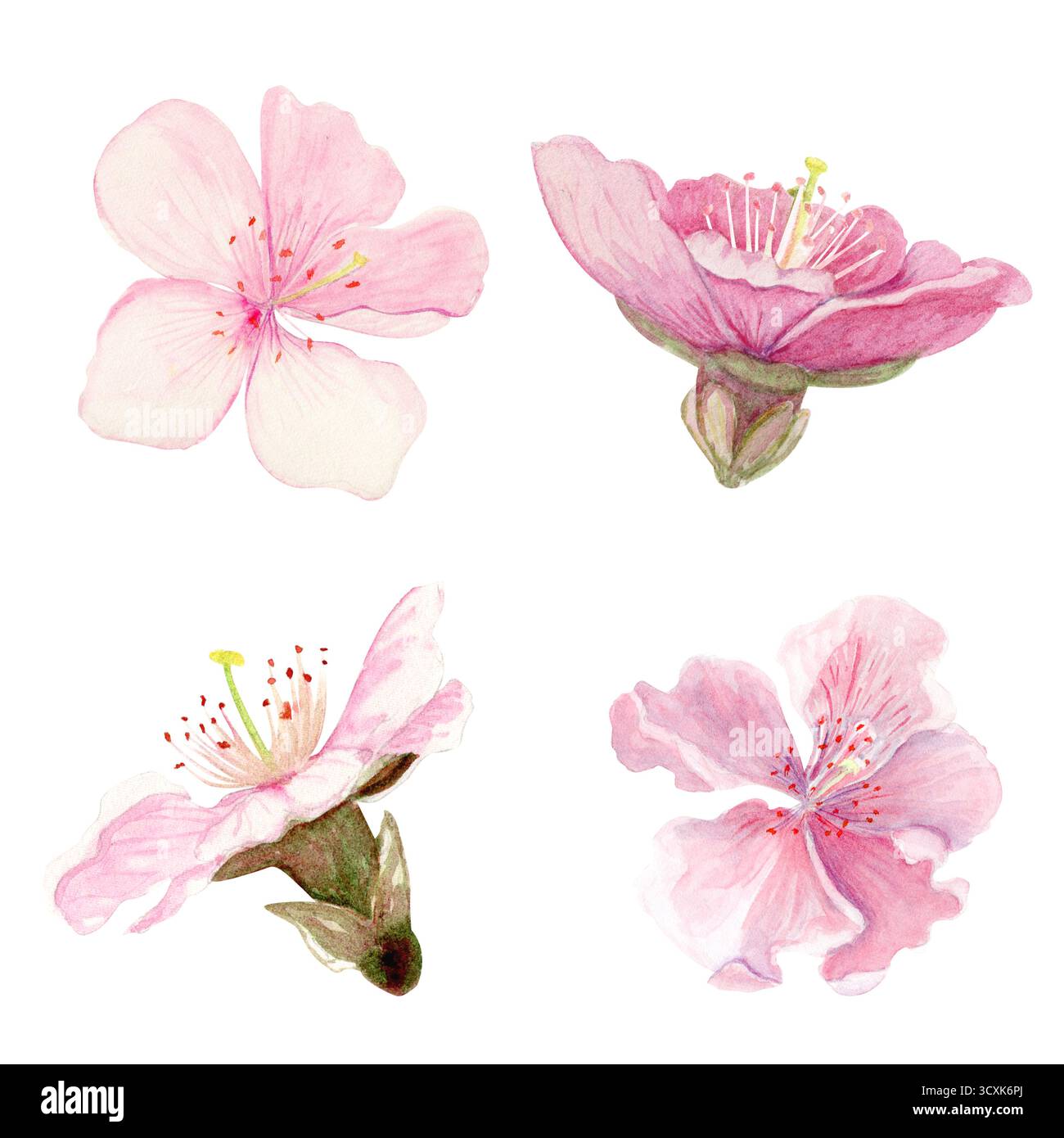 Sakura flowers watercolor illustration set isolated on white. Soft ...