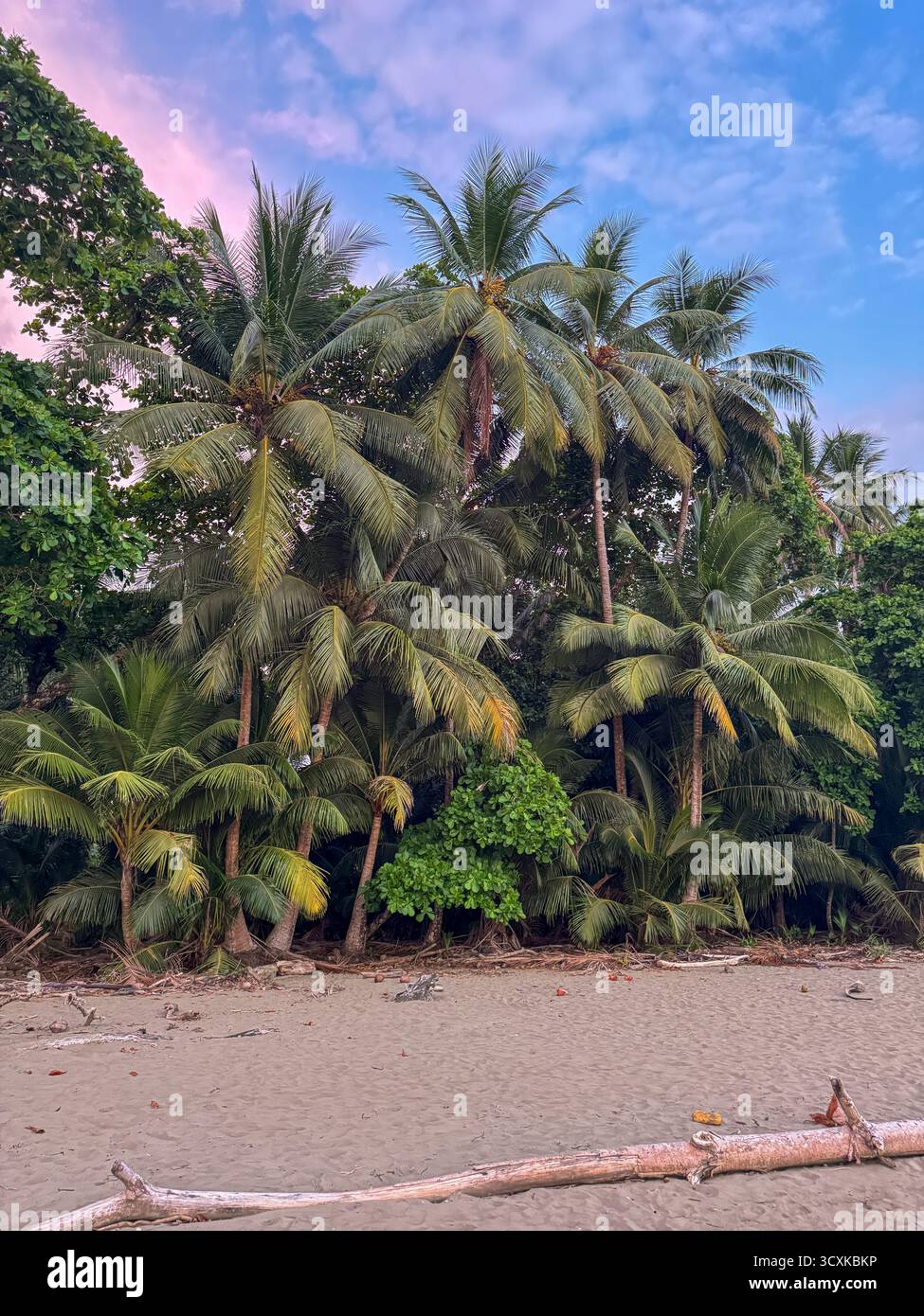 Vibrant Pink Sunset Over the Palm Tree-Lined Shore and Driftwood of Uvita Beach, Costa Rica - Smartphone Captured Stock Image