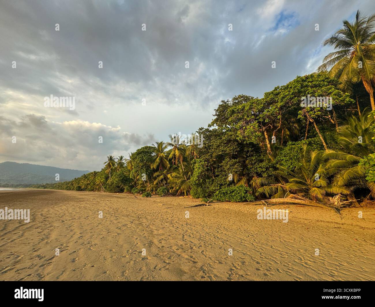 Golden Hour Light on the Expansive Tropical Shore and Dense Forest of Uvita, Costa Rica - Smartphone Captured Stock Image