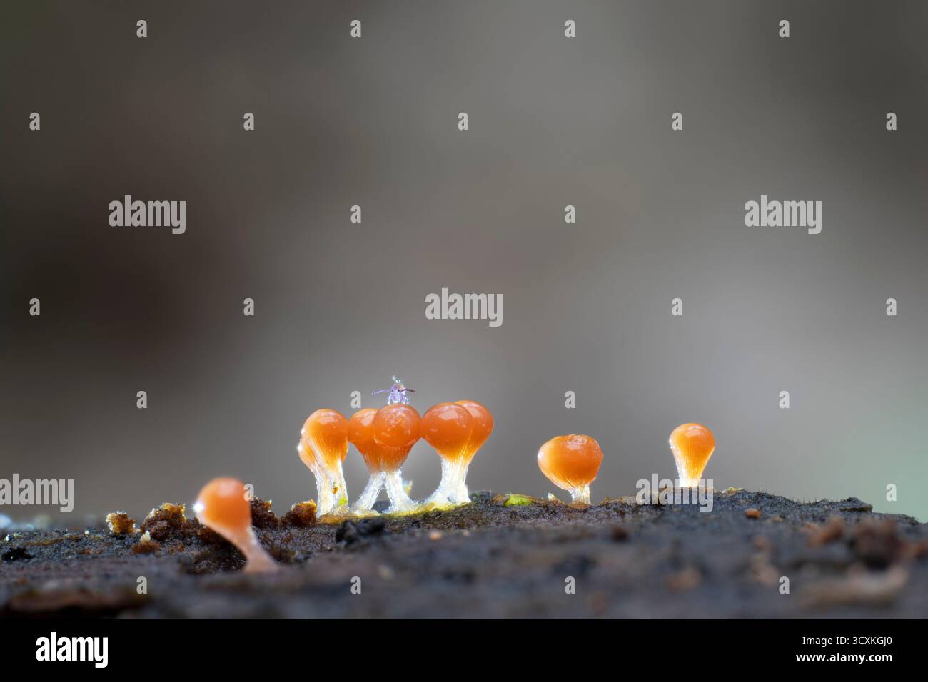 Salmon-Eggs Hemitrichia decipiens,view of a small grouping of slime mould growing from decaying wood with a springtail sp' standing on top of one the Stock Photo