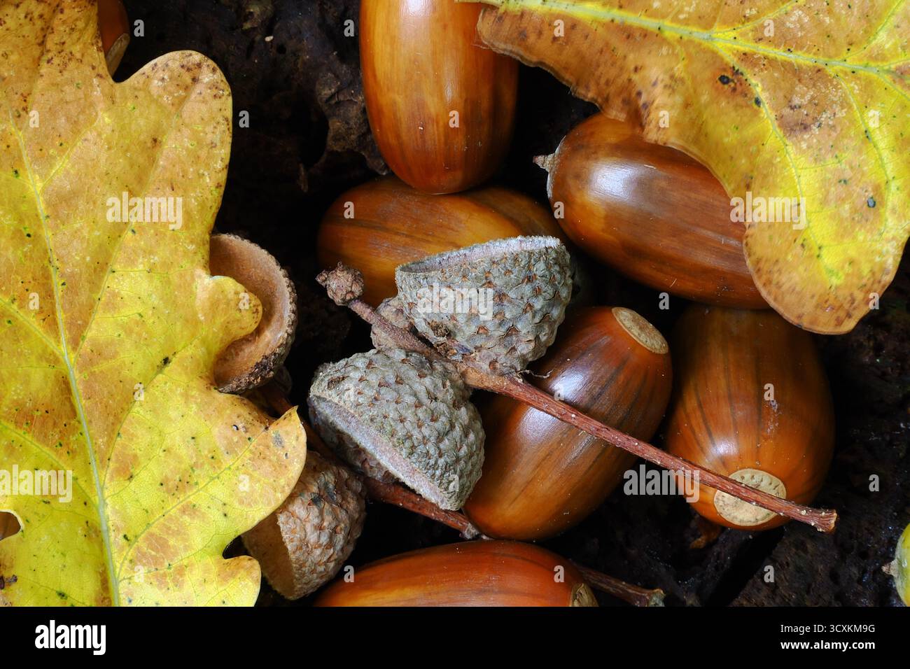 oak acorns in autumn Stock Photo