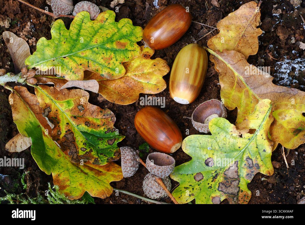 oak acorns in autumn Stock Photo