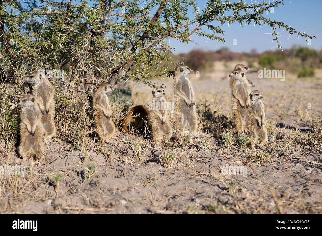 Family of meerkats (Suricata suricatta) or suricate warming up in Stock ...