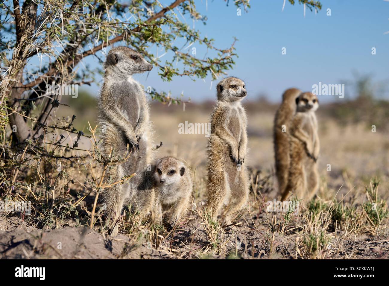 Family of meerkats (Suricata suricatta) or suricate warming up in Stock ...