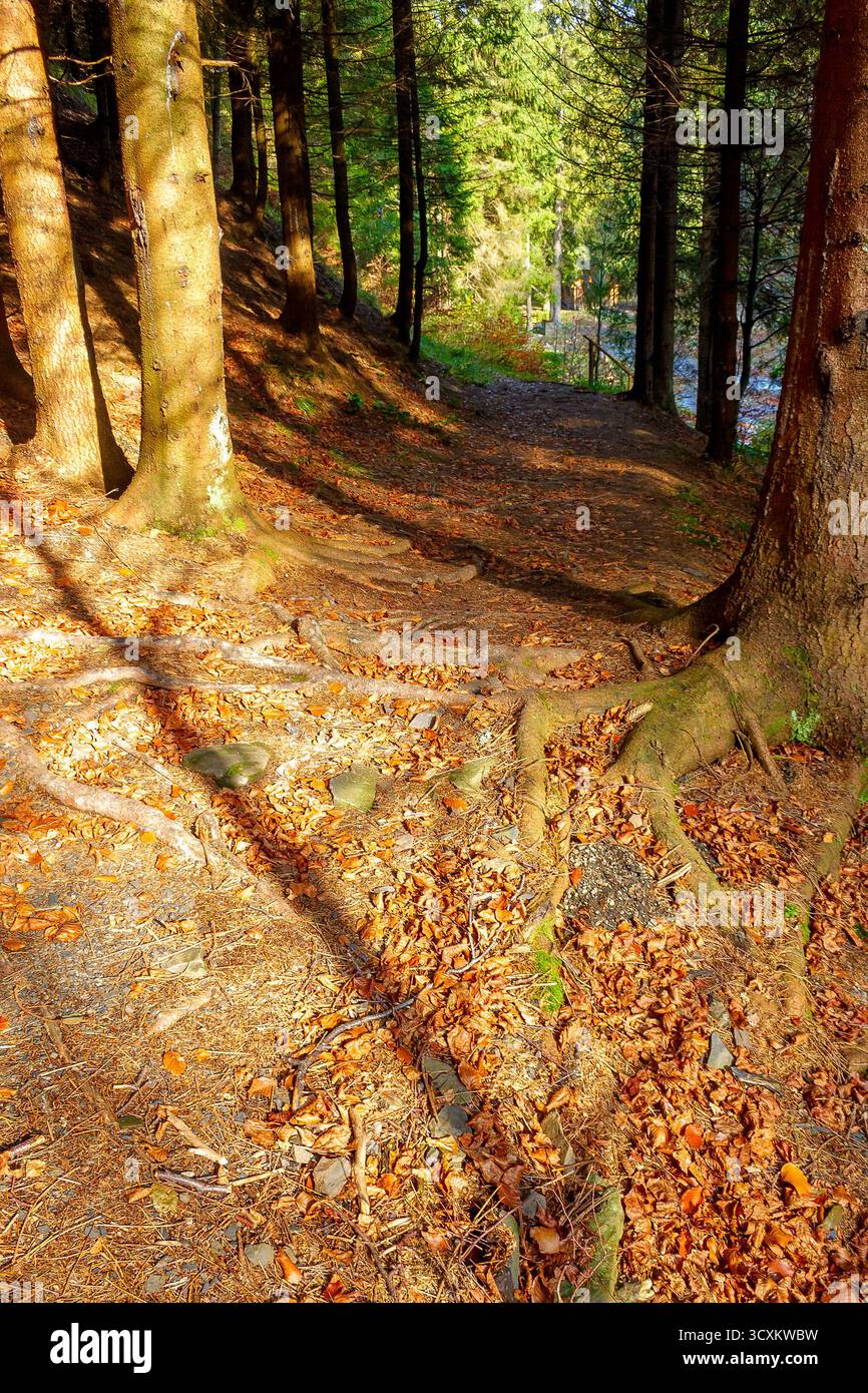 sunny autumn scenery in the park. trees without foliage. ground covered with fallen leaves. seasonal change in nature. hiking forested countryside of Stock Photo