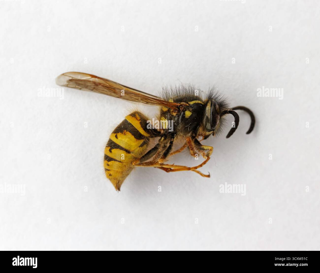 Common European Yellowjacket wasp, Vespula vulgaris, deceased specimen ...