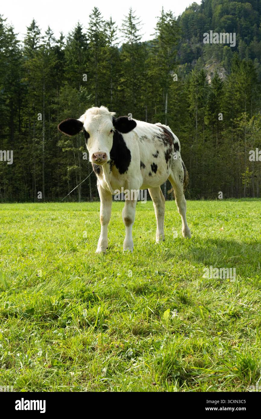 Black and white highland cattle hi-res stock photography and images - Alamy