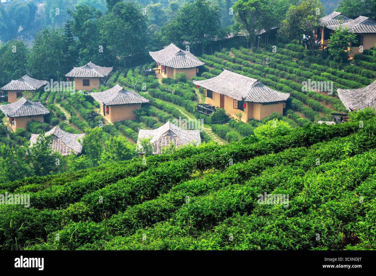 Cottages in a tea plantation in Ban Rak Thai, Thailand Stock Photo